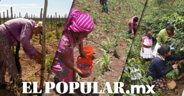 En Puebla más de un millón de mujeres viven en zonas rurales