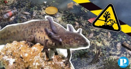 Ajolote poblano, en peligro de extinción por el turismo en la Laguna de Alchichica