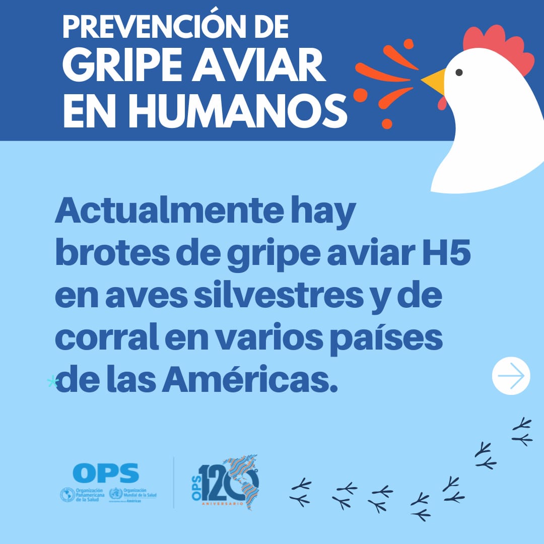 Oms Reporta Muerte Por Gripe Aviar H5n2 En México