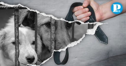 Maltrato Animal: Policías dejan en libertad a agresor de un perrito en Tehuacán