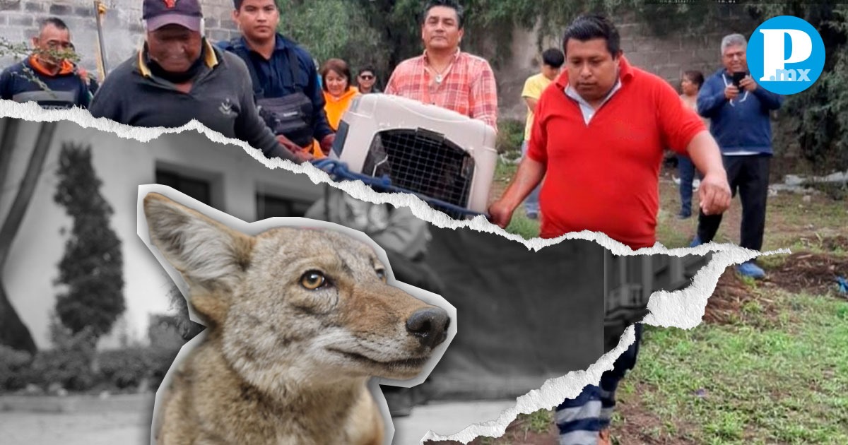 Este martes en el municipio de Tecamachalco, Puebla, fue capturado un coyote macho en peligro de extinción. 