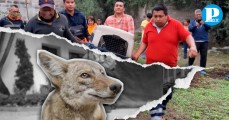 Rescatan a coyote en peligro de extinción en Tecamachalco