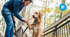 ¡Conoce mejor a tu perrito! Lanzan curso de adiestramiento canino en Puebla