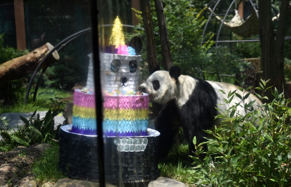 Xin Xin es la última panda mexicana