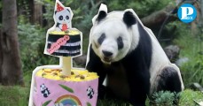 La panda gigante Xin Xin cumple 34 años en Chapultepec