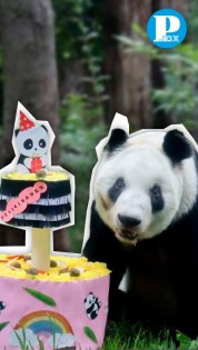 La panda gigante Xin Xin cumple 34 años en Chapultepec