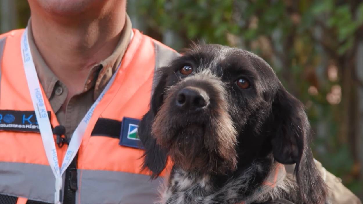 Suki, la perrita chileta que huele tuberías rotas
