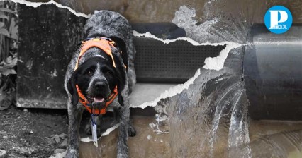 ¡Hermosa! La perrita Suki detecta fugas de agua subterráneas con su olfato