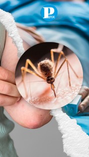 En las últimas 24 horas han reportado 14 hospitalizaciones por dengue en Puebla