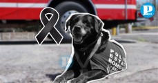 ¡Hasta siempre, Dana! Así es como Seguridad Pública despide a la canina de Bomberos