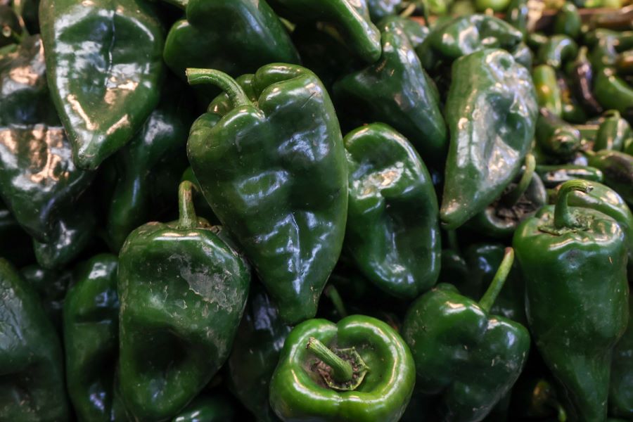Chile poblano, ingrediente esencial del Chile en Nogada. Foto: Esimagen