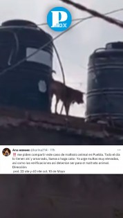 ¡Indignante! Amarran a lomito en azotea de casa en la colonia 10 de Mayo