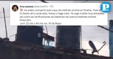 ¡Indignante! Amarran a lomito en azotea de casa en la colonia 10 de Mayo