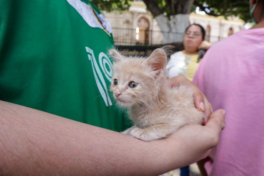 Prevención de enfermedades en Mascota. Foto: EsImagen