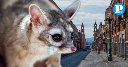 ¡No los molestes! Temporada de cacomixtles en Puebla los pone en peligro