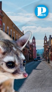 ¡No los molestes! Temporada de cacomixtles en Puebla los pone en peligro