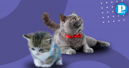 Día Internacional del Gato: descubre estos lugares dedicados a los felinos