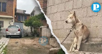 Encadenan a perrito bajo la lluvia en Puebla. 