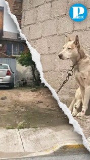 ¡Ya no más maltrato animal! Encadenan a perrito bajo la lluvia en Puebla