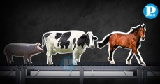 Rastro de Puebla ha sacrificado más de 84 mil animales durante el 2024