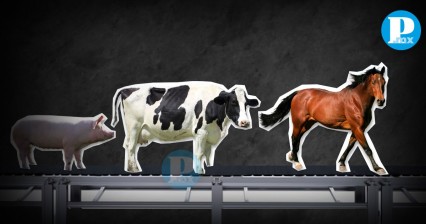 Rastro de Puebla ha sacrificado más de 84 mil animales durante el 2024