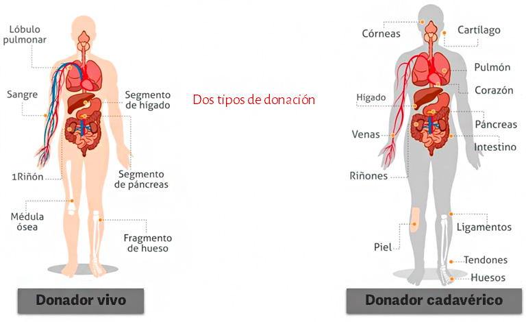Donación de órganos. Imagen. Secretaría de Salud Puebla
