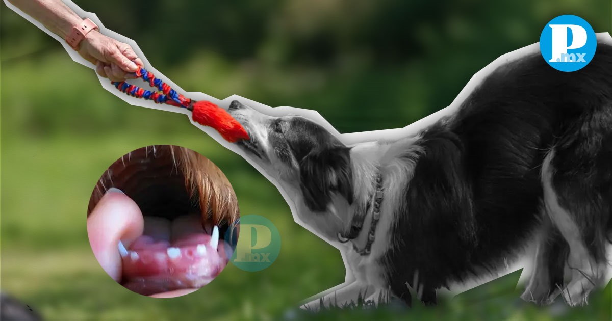 Jugar con nuestros perritos es una actividad placentera y beneficiosa, pero es crucial seleccionar juegos que no comprometan su salud dental.