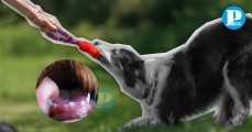 Tira y Afloja: Un juego peligroso para la salud dental de tu perrito