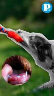 Tira y Afloja: Un juego peligroso para la salud dental de tu perrito