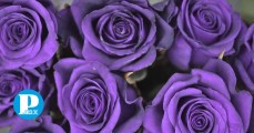 Por qué se regalan flores moradas el 9 de noviembre y de dónde surgió esta tendencia