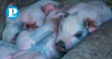 Animalistas piden prohibir el juego del puerquito en Xochimehuacan; es crueldad