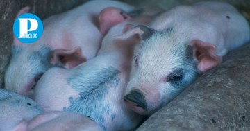 Animalistas piden prohibir el juego del puerquito en Xochimehuacan; es crueldad
