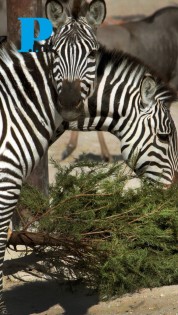 Recicla tu árbol de navidad y recibe cupón para Africam Safari o Arboterra