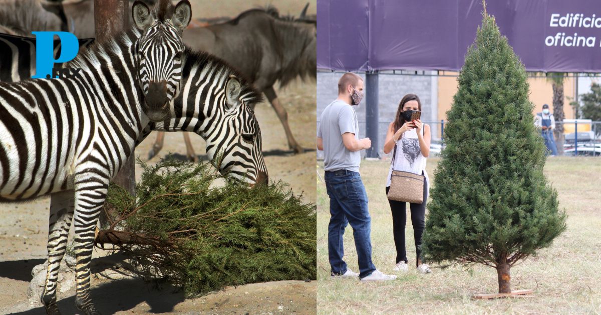 Recicla tu árbol de navidad y recibe cupón para Africam Safari o Arboterra