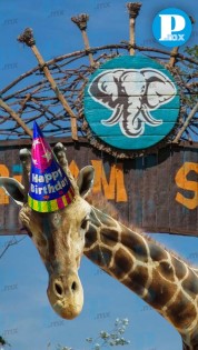 ¡Te amamos! Jirafa “Benito” cumple su primer año en Puebla