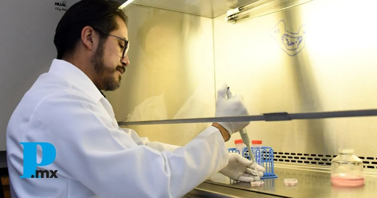 Investigación en BUAP estudia cómo enfermedades metabólicas afectan el corazón