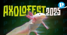 ¡No te lo pierdas! Llega a Puebla el Axolofest 2025, para celebrar al ajolote