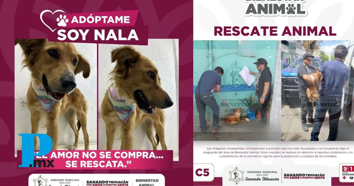 Rescatan a cachorrita abandonada en el mercado Amador Hernández en Tehuacán 