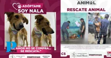 Rescatan a cachorrita abandonada en el mercado Amador Hernández en Tehuacán 