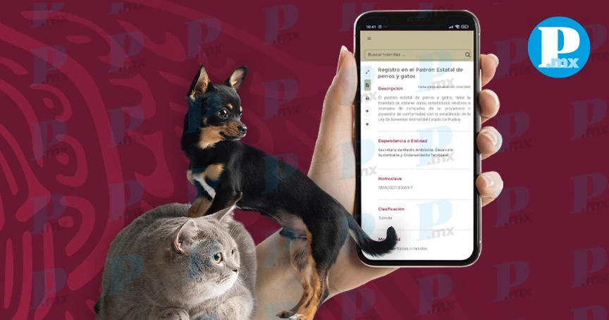 ¿Cómo registrar a tu mascota en el padrón estatal de perros y gatos en Puebla?