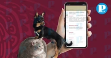 ¿Cómo registrar a tu mascota en el padrón estatal de perros y gatos en Puebla?