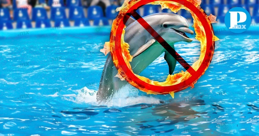 Prohíben espectáculos con mamíferos marinos en México
