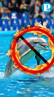 Prohíben espectáculos con mamíferos marinos en México