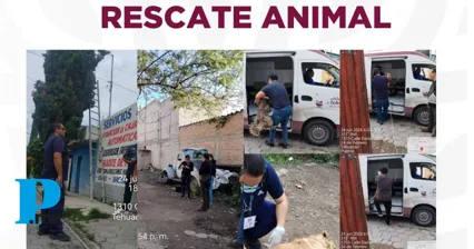 Rescatan cuatro perritos abandonados en Tehuacán; uno ya había fallecido