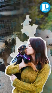 ¡Ya tienen hogar! Adoptan a 38 de 149 animales rescatados en Puebla
