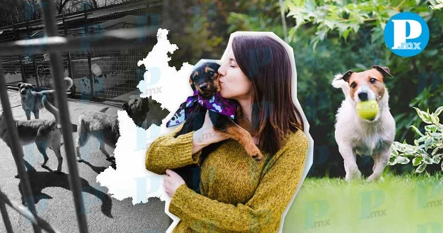 ¡Ya tienen hogar! Adoptan a 38 de 149 animales rescatados en Puebla