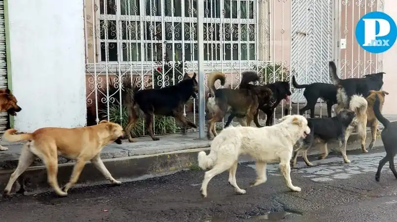 Persiste desinterés de municipios de Puebla por atender el bienestar animal
