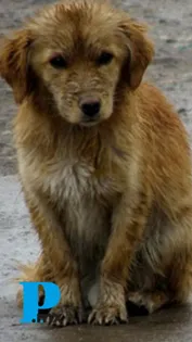 Sin hogar ni ayuda, miles de perros sufren las inundaciones