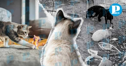 Día Internacional del Gato: populares en adopción, abandonados en cuidados