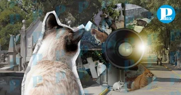 IMACP lanza concurso de foto de gatos y cacomixtles en el Panteón Municipal
